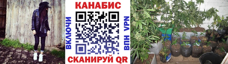 продажа наркотиков  Великий Устюг  МАРИХУАНА SATIVA & INDICA 